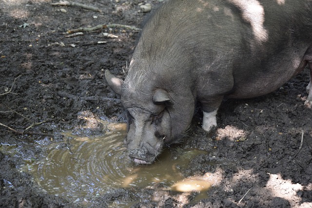 向麥肯尼拋 向麥肯尼拋