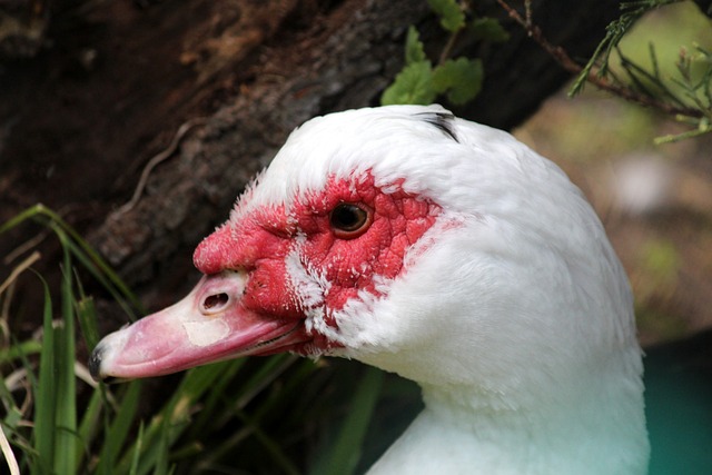 欧冠奖金分配：总额高达20.3亿欧！冠军最高拿8514万.