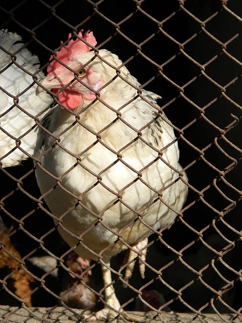 琦与曾齐接 琦与曾齐接